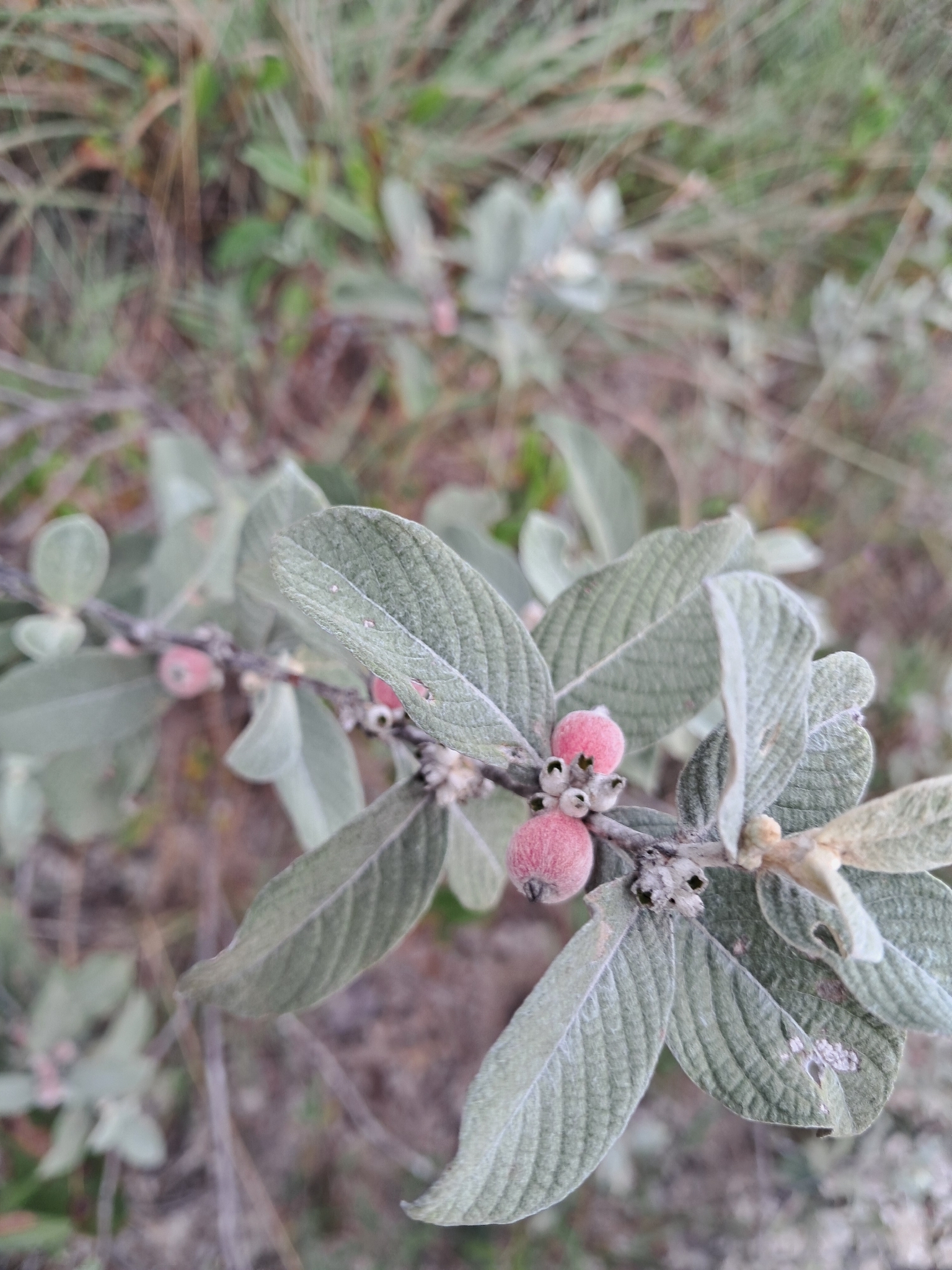 Sabicea brasiliensis