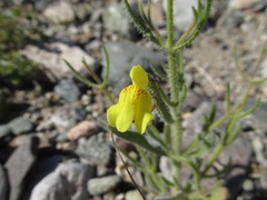Neogaerrhinum filipes