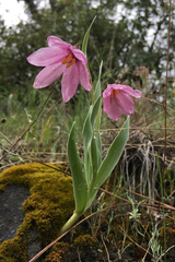 Fritillaria pluriflora