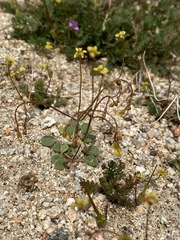 Eriogonum pusillum