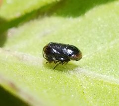 Clastoptera xanthocephala