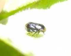 Clastoptera xanthocephala