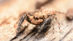 Platycryptus arizonensis