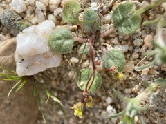 Eriogonum pusillum