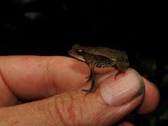 Incilius campbelli