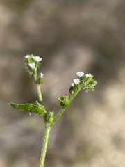 Cryptantha dumetorum