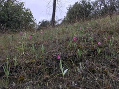 Fritillaria pluriflora