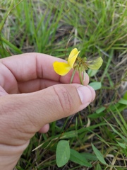 Vigna luteola