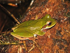 Smilisca cyanosticta