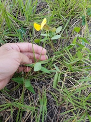 Vigna luteola