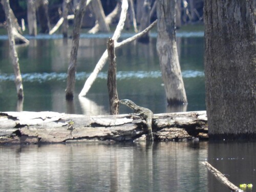 Nile Monitor