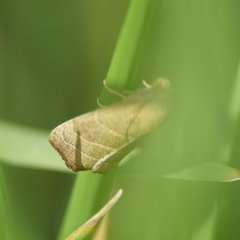 Bagisara repanda