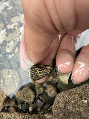 Cone Shell Hermit Crab