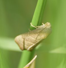 Bagisara repanda