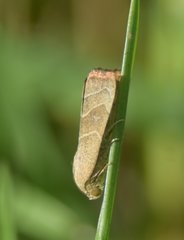 Bagisara repanda
