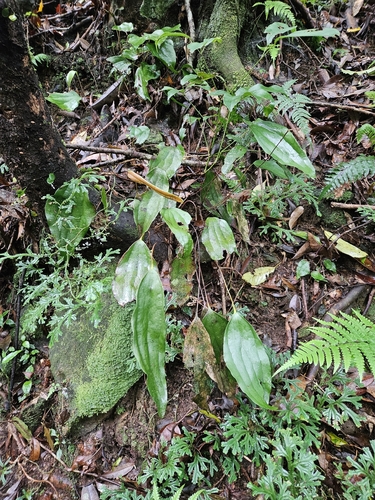 Cheiropleuria integrifolia (Cheiropleuria integrifolia)