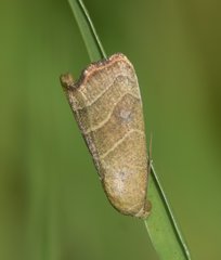 Bagisara repanda