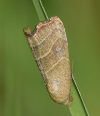 Bagisara repanda