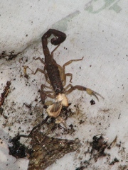 Centruroides gracilis