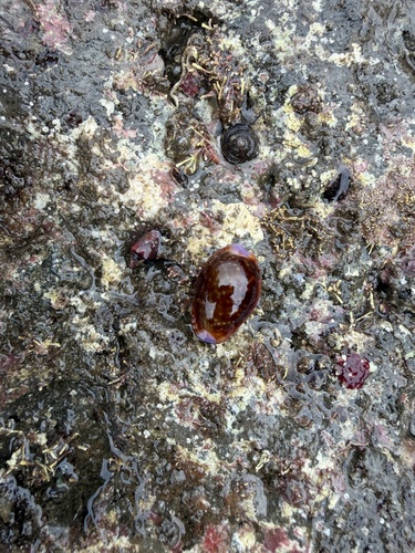 Honey Cowry