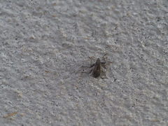 Sitona lineatus