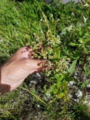 Mitreola petiolata