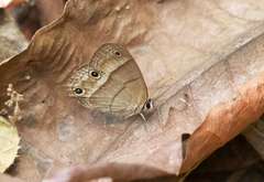 Cissia
