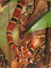 Pliocercus elapoides