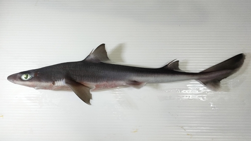 Kortstekel-doornhaai (Squalus mitsukurii) — Squalidae