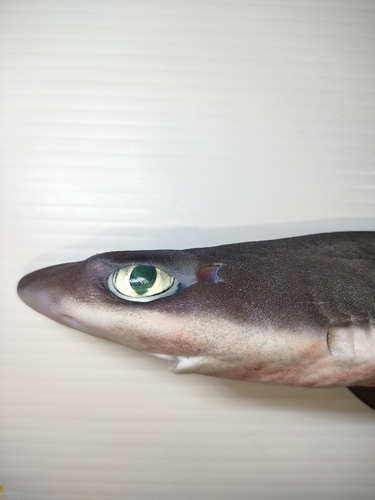 Shortspine spurdog (Squalus mitsukurii) — Squalidae — 5