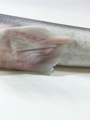 Shortspine spurdog (Squalus mitsukurii) — Squalidae — 4
