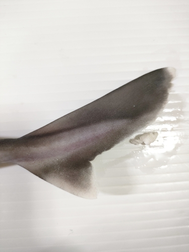 Shortspine spurdog (Squalus mitsukurii) — Squalidae — 3