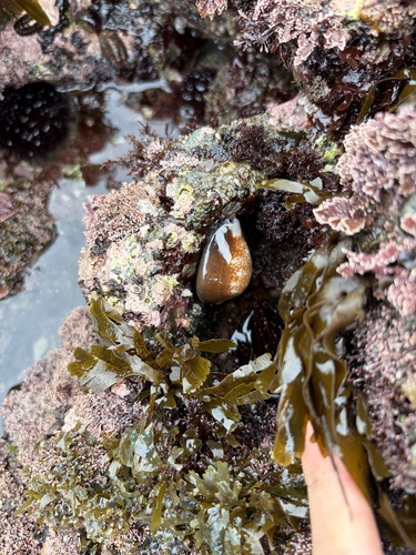 Snakehead Cowrie