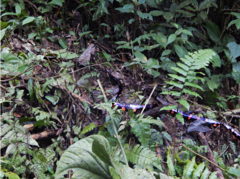 Chironius grandisquamis