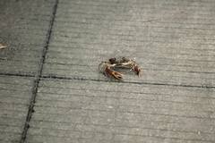 Pseudothelphusa dugesi