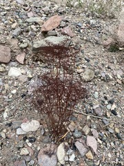 Eriogonum rixfordii