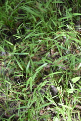 Urochloa mutica