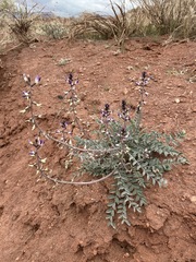 Astragalus layneae