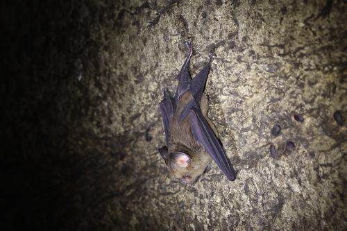 Hipposideros cervinus observed 2026-04-13
