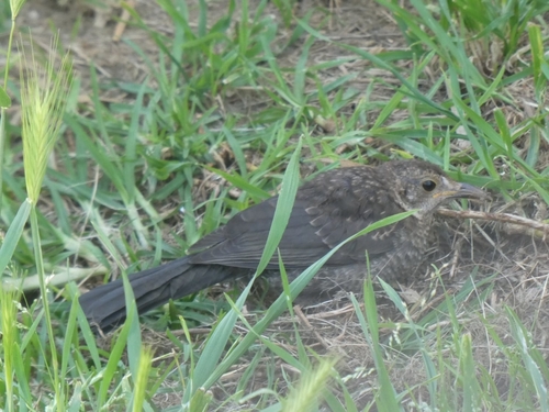 Avistamiento Turdus merula
