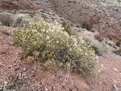Hecastocleis shockleyi