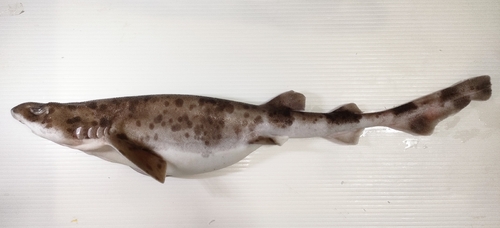 Cephaloscyllium umbratile