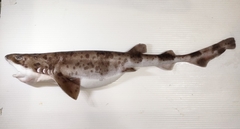 Blotchy Swell Shark photo 4