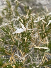 Hecastocleis shockleyi