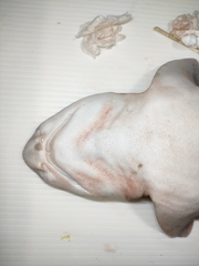 Blotchy Swell Shark photo 5