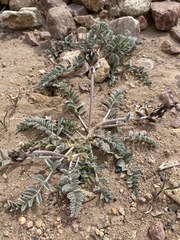 Astragalus layneae