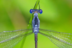 Lestes plagiatus