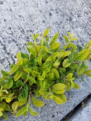 Alysicarpus vaginalis
