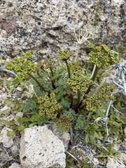 Cymopterus panamintensis panamintensis
