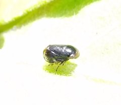 Clastoptera xanthocephala